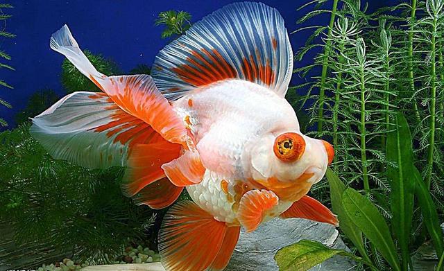 金鱼会被撑死吗，金鱼真的会被撑死吗（金鱼竟然不会被撑死）