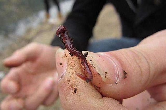 蚯蚓钓鱼的正确用法，钓友们蚯蚓你会用么
