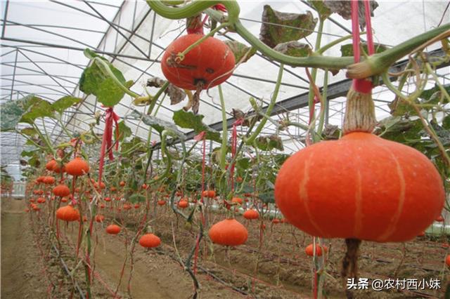 种植南瓜的步骤有哪些，南瓜种植时间和方法