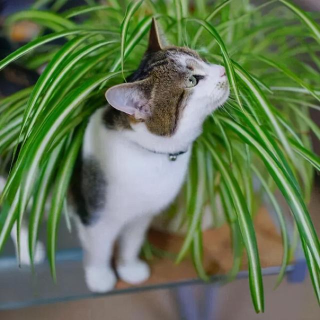 养猫家庭适合养的绿植，4种适合养猫家庭的植物