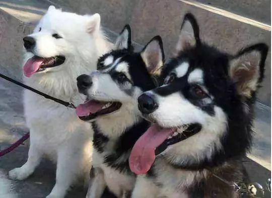 哪些狗狗性格温顺又便宜智商高，公认傻狗排行榜