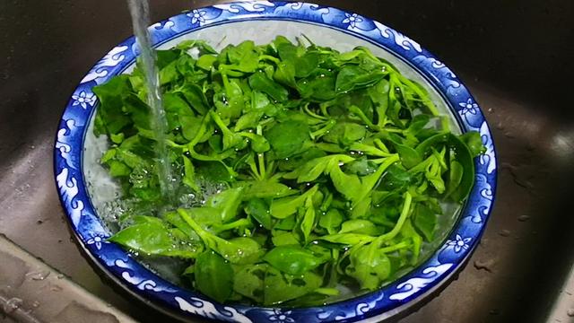 农村可以吃的野菜火麻草的吃法，这菜叶子是个宝