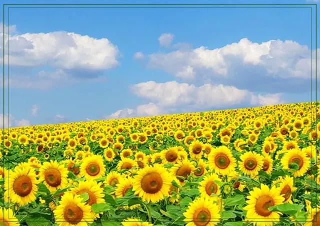 傲阳的诗句大全，倾阳丹心独自在