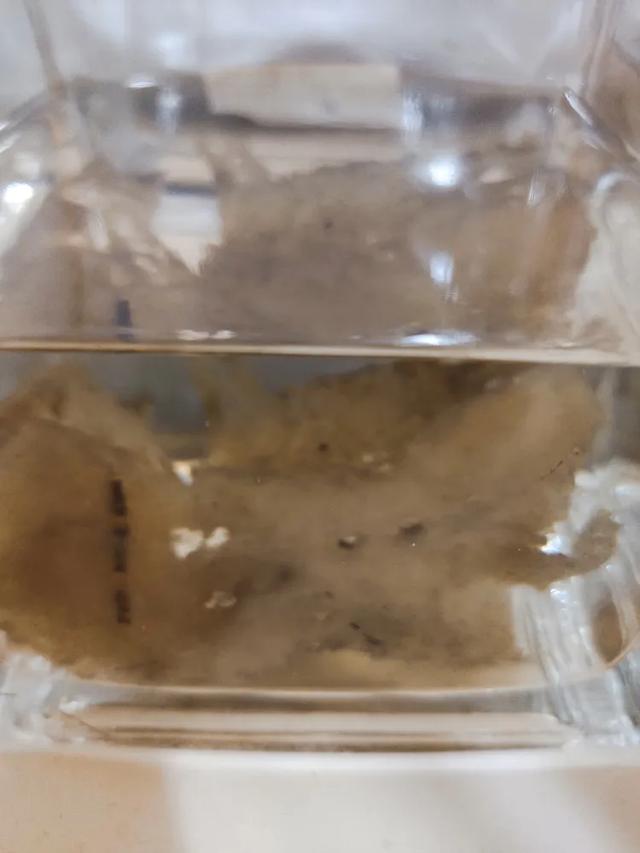 太岁肉灵芝为什么那么稀有，真假太岁肉灵芝的知识论述