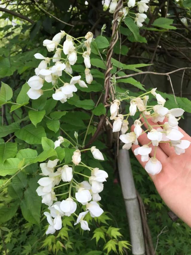 紫藤怎么养才能开花，不养一盆就太可惜了