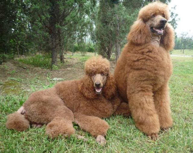 巨型贵宾一般有多大，巨型贵宾价格让人