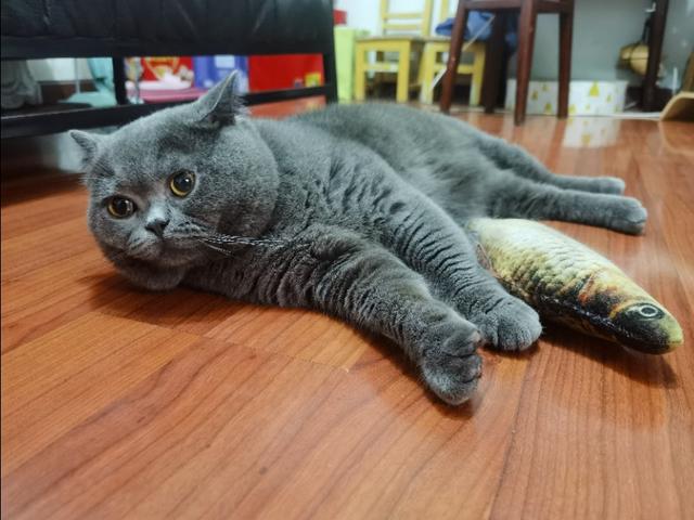 多情总比无情苦，多情总被无情恼