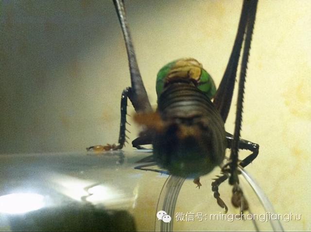 冬天和春天的蝈蝈有区别吗，这篇文章讲清楚了