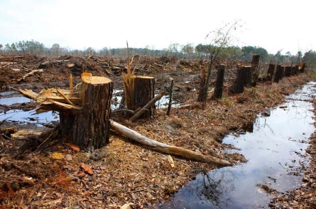 第六次生物大灭绝，地球正进入第六次生物大灭绝（5次生物大灭绝地球经历了什么）