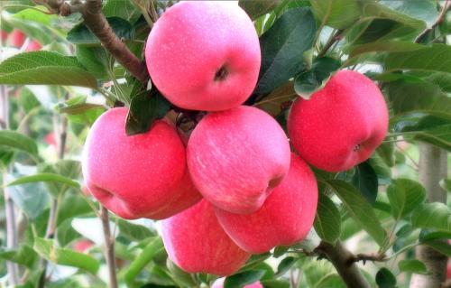 春天有哪些水果，适合春天吃的水果有哪些呢