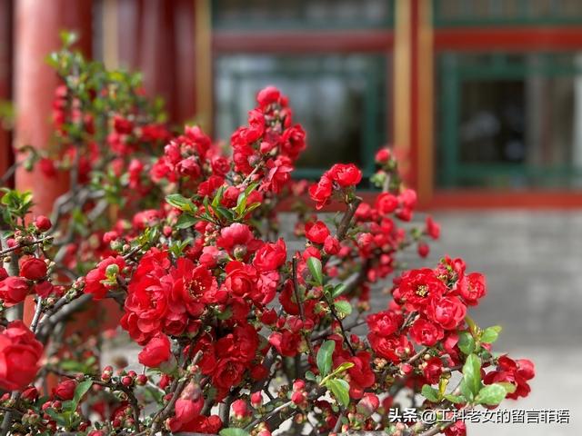 海棠哪个品种最好看，原来海棠有这么多品种