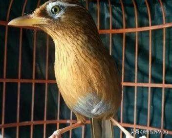 怎样训练画眉鸟斗鸟，画眉斗鸟的训练方法