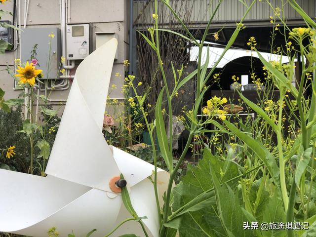 云南养老买房子哪里最好，云南省最适合养老居住的地方（云南有一座低调的旅居养老城市）