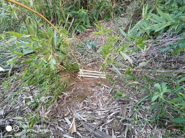 山鸡散养怎么建鸡舍，野外大山里套野山鸡