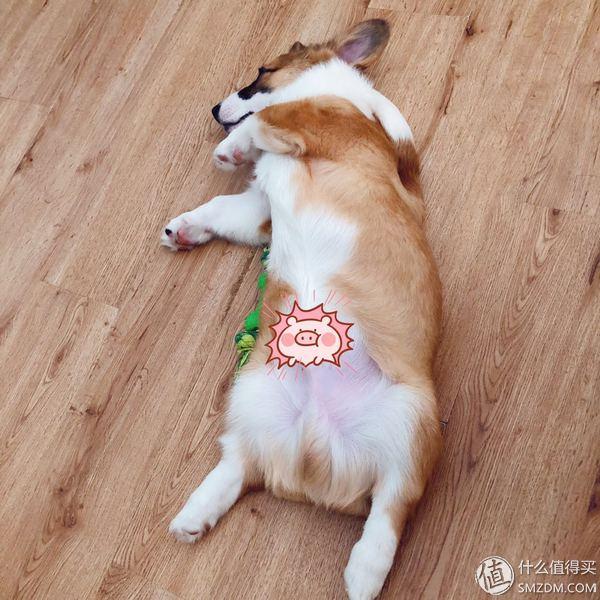 可爱的柯基怎么养成的，一步到位教你养好柯基狗
