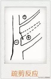 樱桃树怎么修剪，刚种的小樱桃怎么修剪