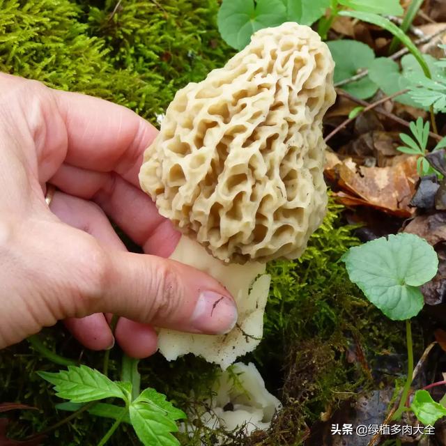 羊肚菌怎么做好吃又简单，新鲜羊肚菌最简单的吃法（清蒸羊肚菌童子鸡）