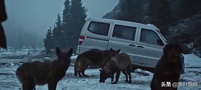 感动全球的几大狗狗电影，感动全球的九大狗狗电影