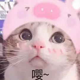 猫可以喝椰奶吗，椰子无糖酸奶猫能吃吗（你应该知道猫和牛奶的这些历史）