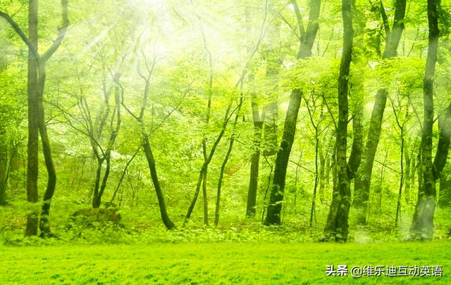森林小鹿的英文，跟着小鹿学习不同树木的英文表达