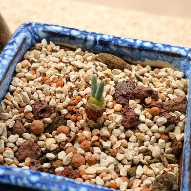 养着省心颜值高又爱长爆盆的多肉，这些多肉大普货