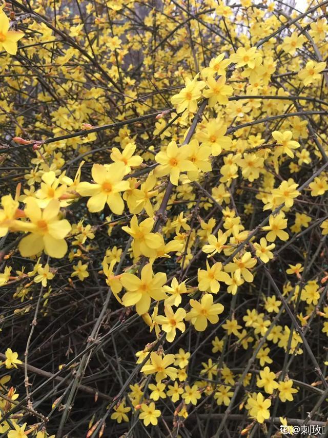 春夏秋冬四季什么花好看，这十种花几乎一年四季都开花