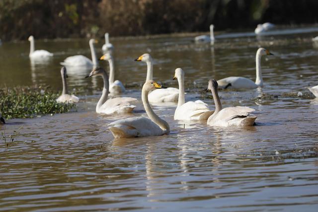 天鹅湖景区三门峡，三门峡天鹅湖国家湿地公园苍龙湖白天鹅