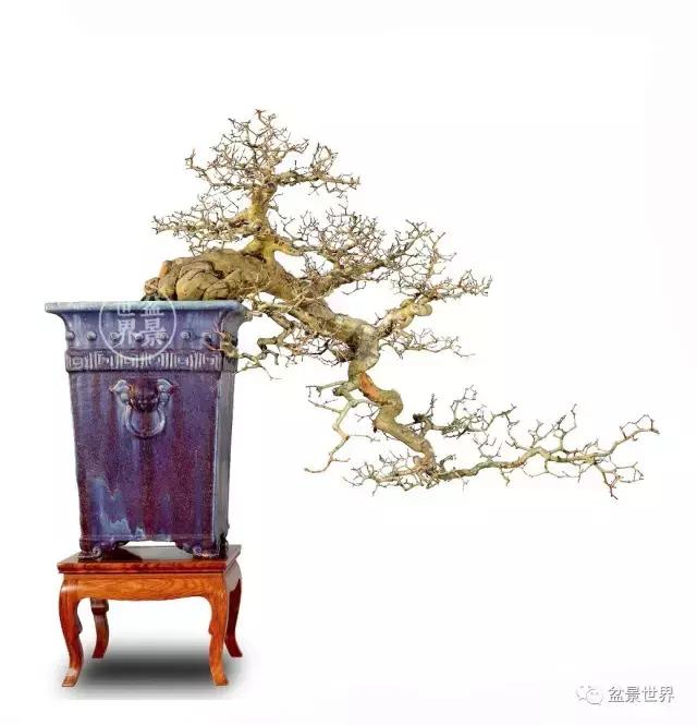 黄杨盆景大全，黄就成老师盆景精品欣赏