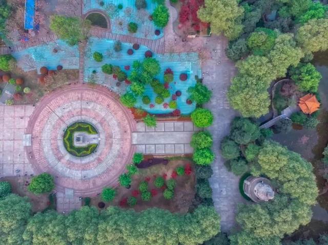 武汉大学的樱花，武汉大学赏樱花去哪里（报！武汉大学早樱开了）