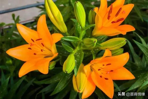 各种百合花的花语，不同数量的百合花的含义都不一样哦