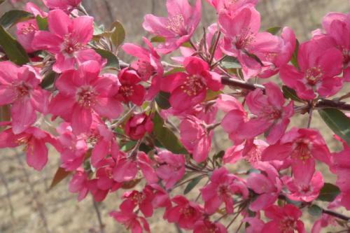 如何养好盆栽海棠，海棠盆栽的养殖方法