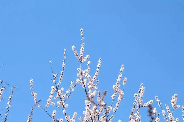 武汉大学的樱花，武汉大学赏樱花去哪里（报！武汉大学早樱开了）