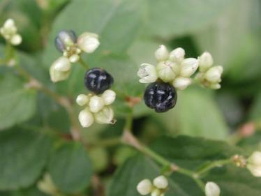 老鸹眼树果实，果实黑的像34