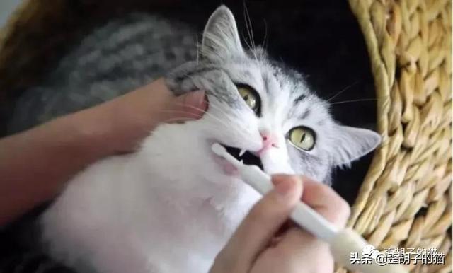 猫咪嘴臭怎么去除，猫咪口臭怎么办