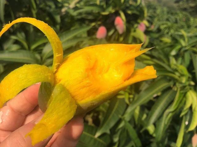 挑选芒果牢记这5点芒果皮薄又香甜，芒果好吃不贵但是看到芒果
