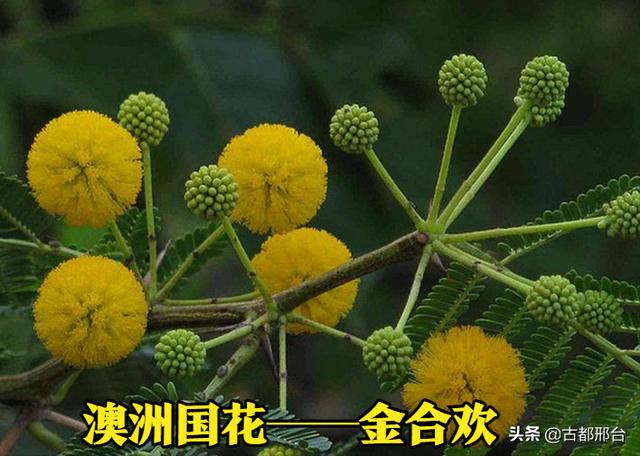 澳大利亚轮廓图，澳大利亚地图缩小版（全套高清地图之大洋洲各国）