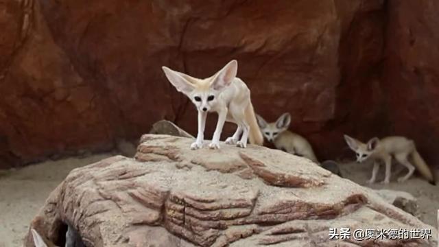 非洲最大的国家，非洲中部最大的国家