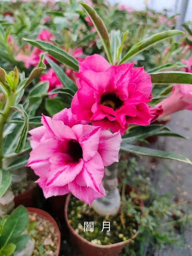 沙漠玫瑰怎么养，沙漠玫瑰的养殖方法多久能开花（真正会养的只需做5点）