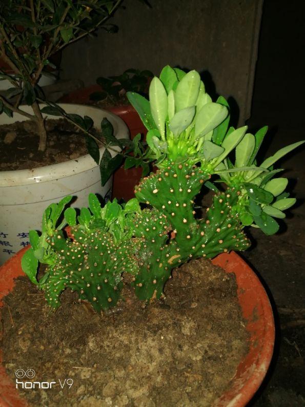 常见镇宅神兽，农村五大镇宅神兽