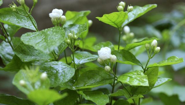 茉莉花的正确修剪方法，茉莉花想修剪抓住