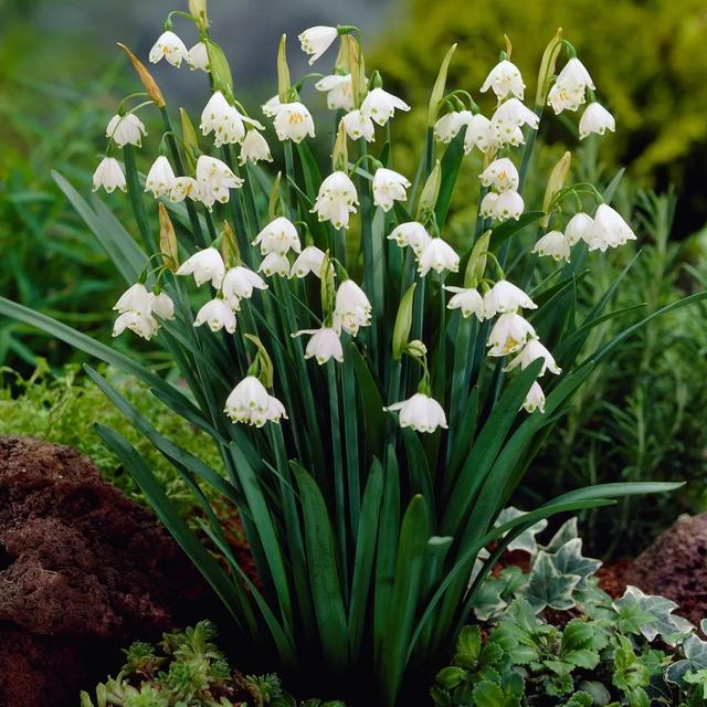 球根植物有几种，海妈园艺课堂干货向