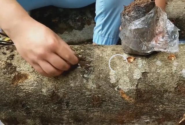 罕见的野生木耳，原来这木耳是长在这里