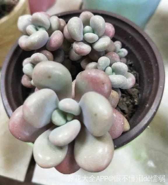 养着省心颜值高又爱长爆盆的多肉，这些多肉大普货