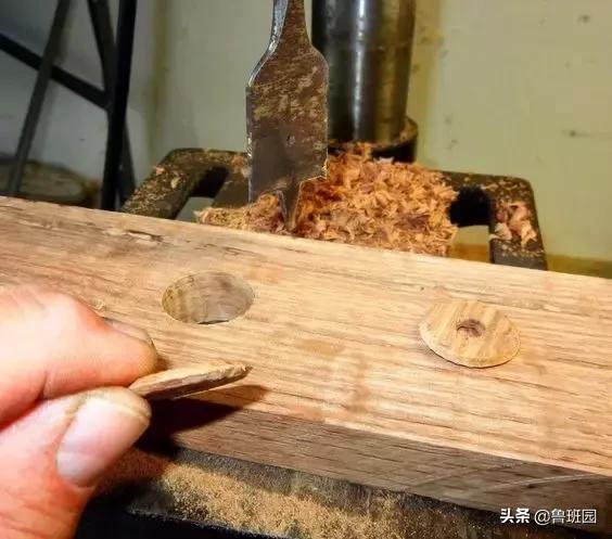 橡木相关知识，记得收藏这篇文章备用