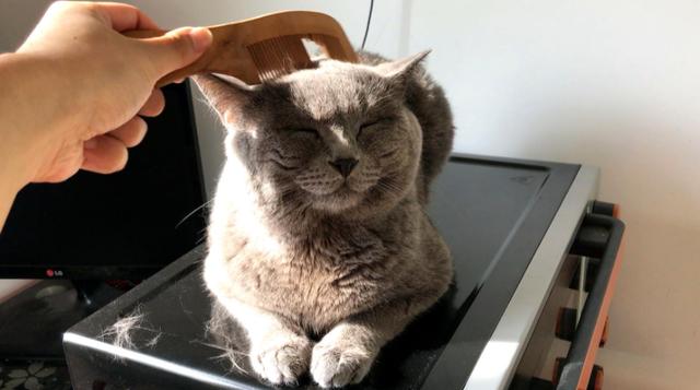 猫咪最长能活多久，，猫猫和人类年龄详细的换算表