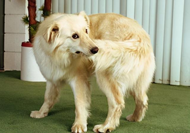 狗狗摇尾巴表示啥意思，狗狗在不同情况的摇尾巴