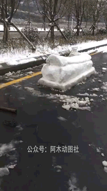 山东的葱为啥这么高，山东的葱到底有多高
