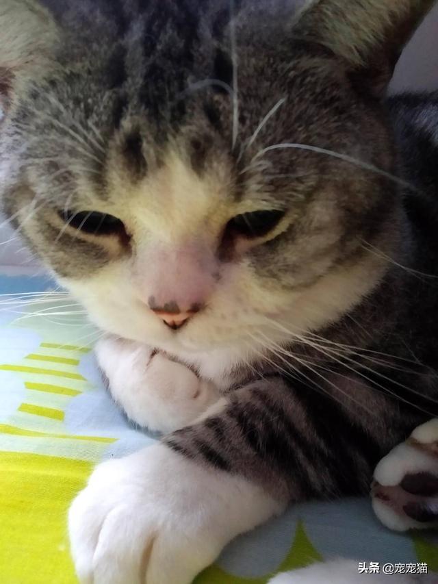 美短猫真的好养吗，养到的人都很幸运