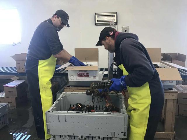新西兰龙虾最新消息，加拿大龙虾了解一下