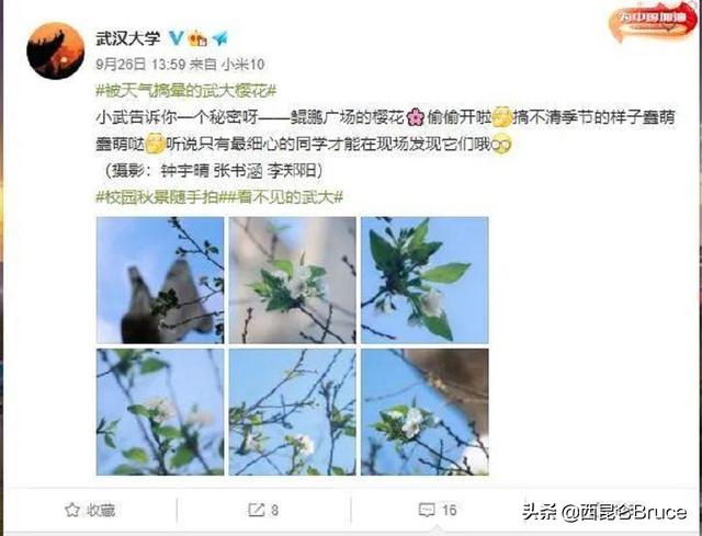 武大樱花几月开，武大樱花是几月份开放（武大赏早樱 凌波门看日出）